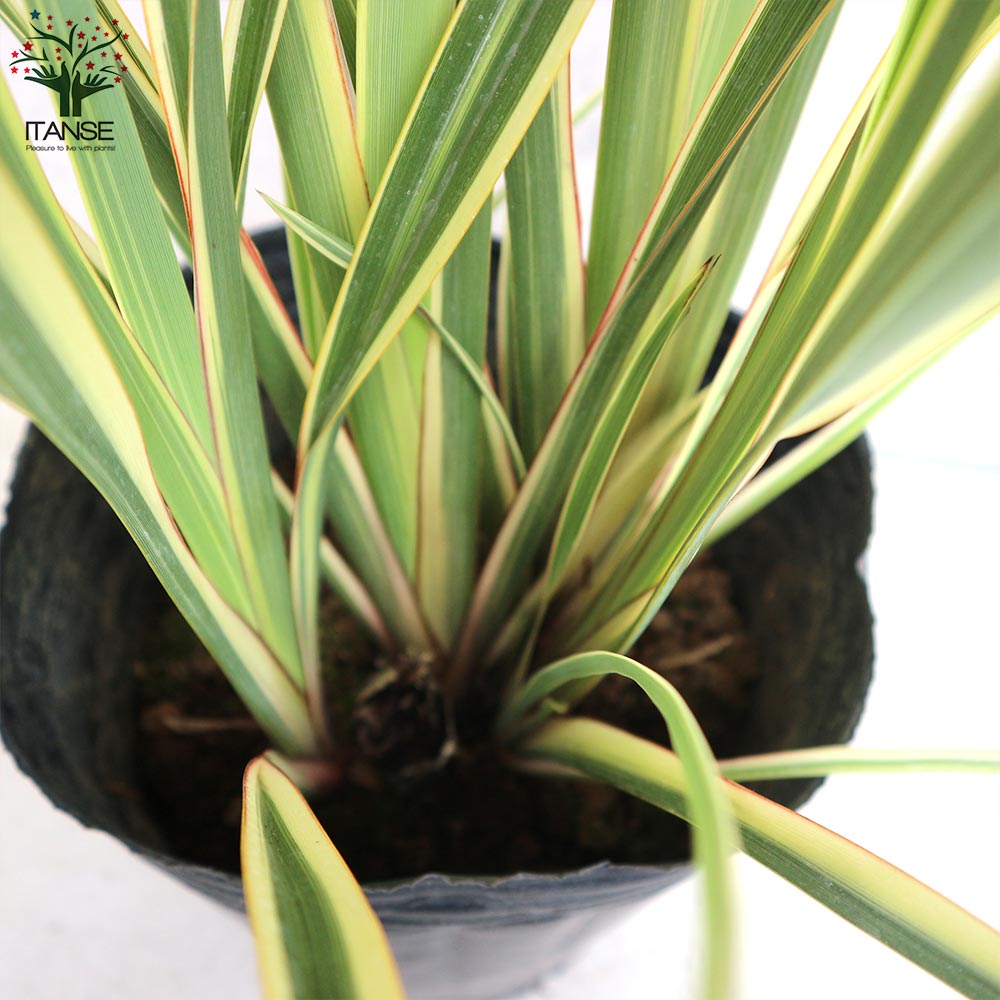 ニューサイラン(入才蘭)の苗【庭木 バリエガータの大苗 7号ポット／1個