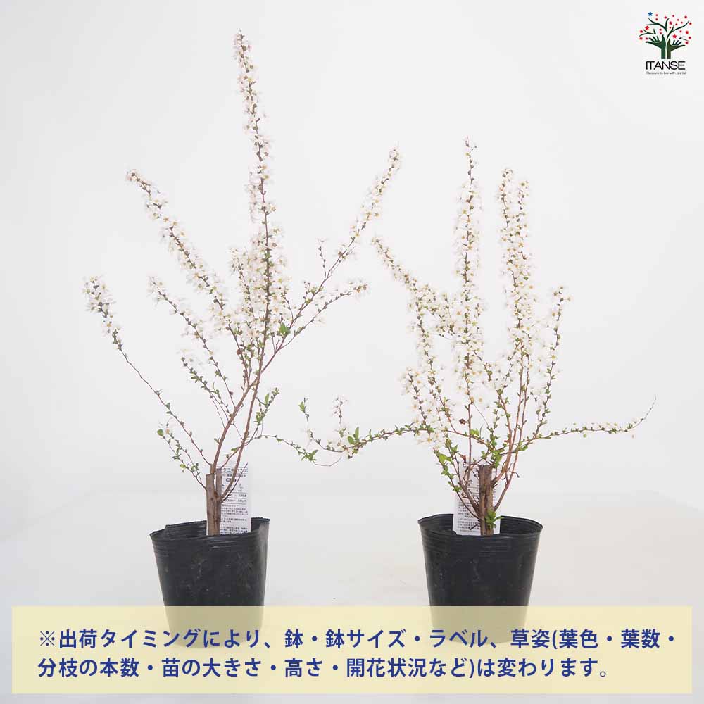 ピンクユキヤナギ 【花木苗 4号】｜ 【植物のITANSE】全品送料