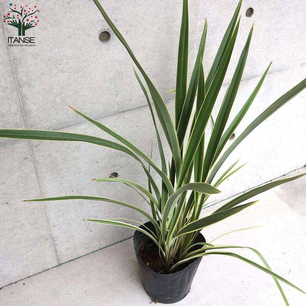 ニューサイラン(入才蘭)の苗【庭木 バリエガータの大苗 7号ポット／1個