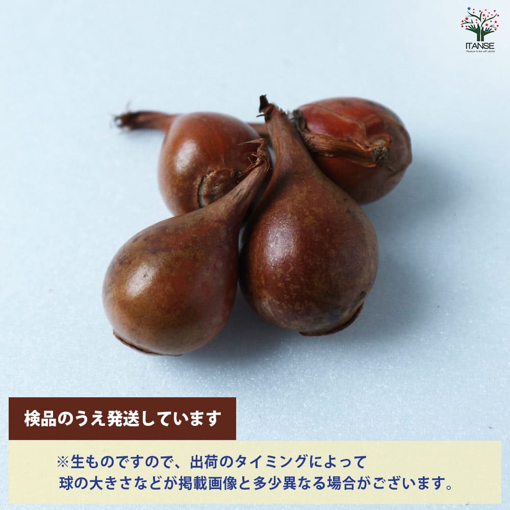原種系チューリップ サマンサ【花球根／お買い得3球セット】｜ 【植物