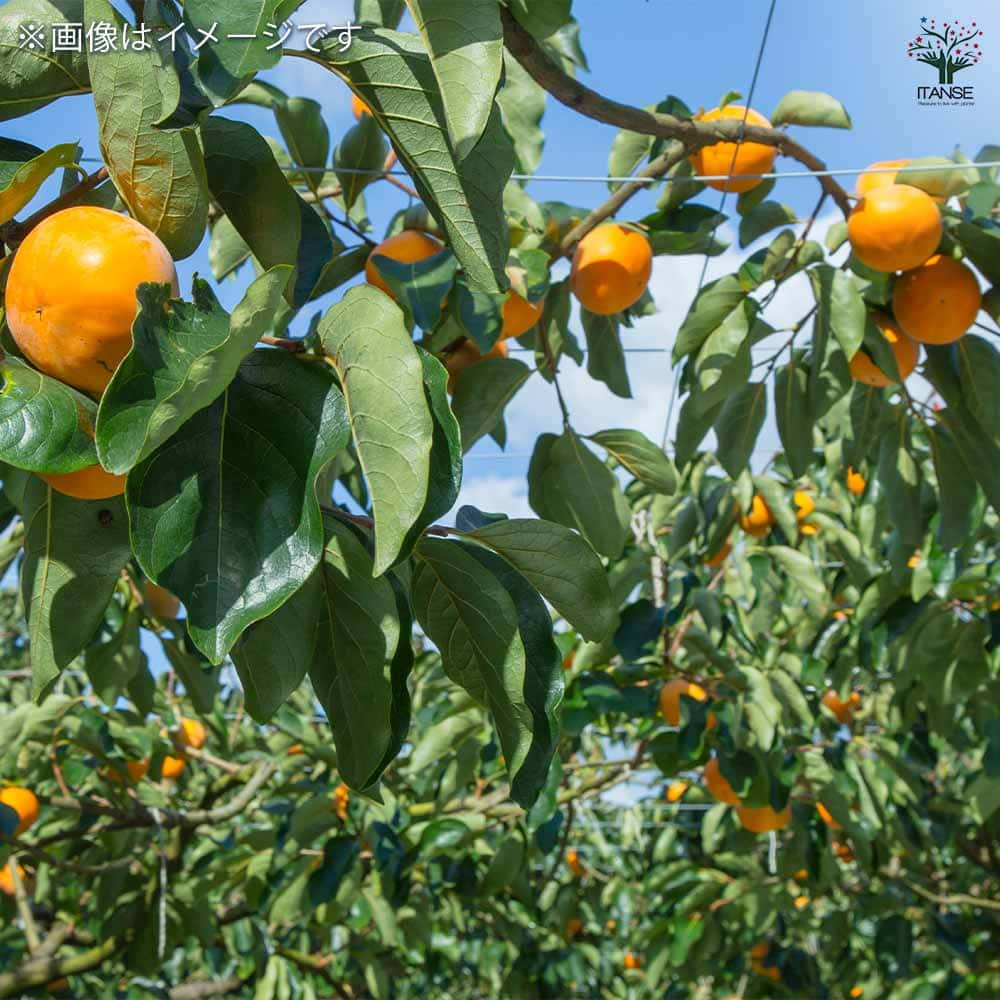柿の苗木 輝太郎 【果樹の苗木 4号／1個売り】｜ 【植物のITANSE