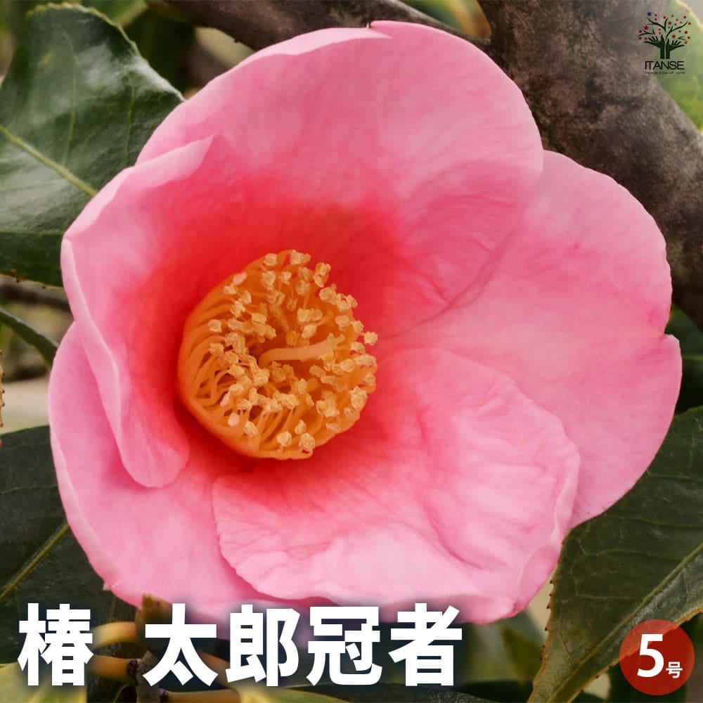 大野　俶嵩、椿素花、希少な画集より、新品高級額装付、版上サイン入り Yahoo!オークション - 小妻要 〈猛虎〉 希少な画集より 新品高級
