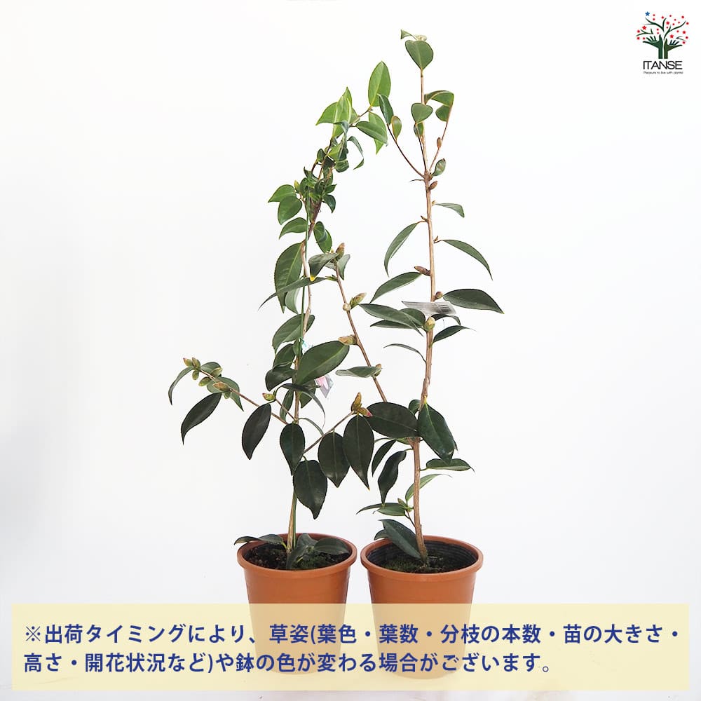 椿(ツバキ)の苗木 太郎冠者 Lサイズ 【花木苗 5号／1個売り】｜ 【植物