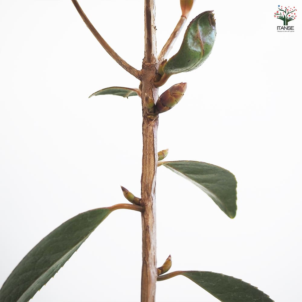 椿(ツバキ)の苗木 太郎冠者 Lサイズ 【花木苗 5号/1個売り】| 【植物 椿(ツバキ)の苗木 太郎冠者 Lサイズ 【花木苗 5号/1個売り】| 【植物