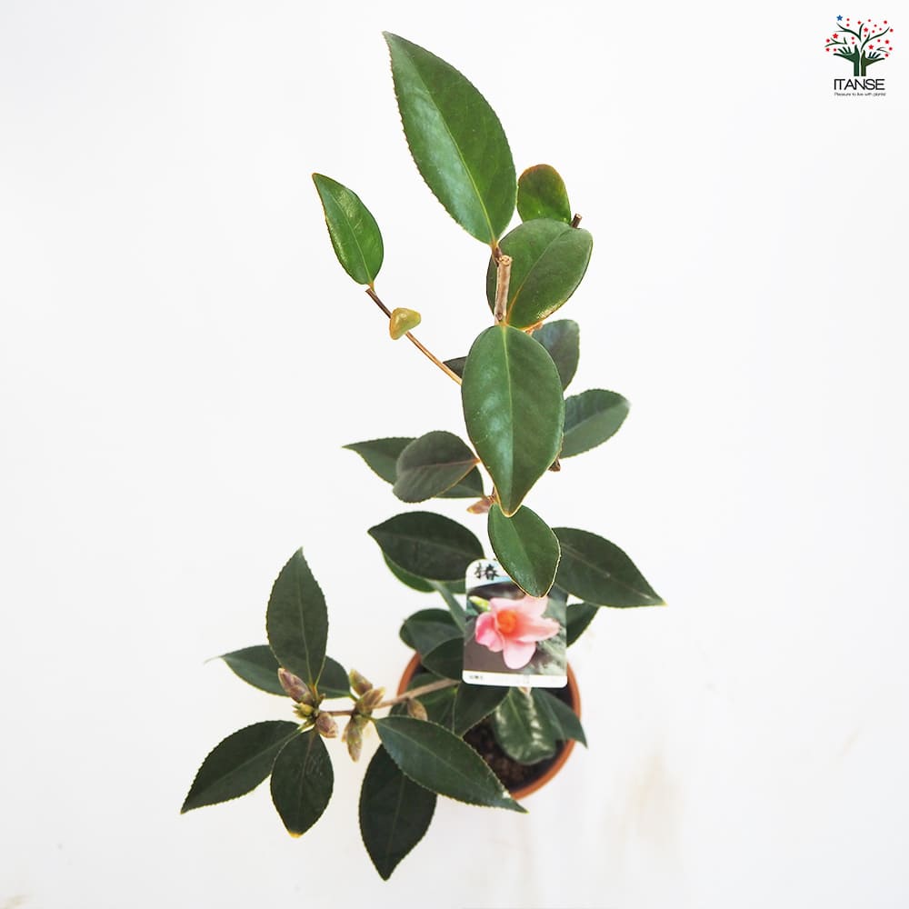 椿(ツバキ)の苗木 太郎冠者 Lサイズ 【花木苗 5号／1個売り】｜ 【植物