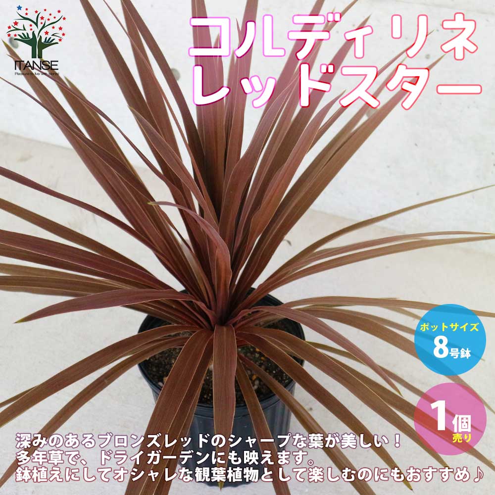 コルディリネ レッドスター 【庭木 1 人気の大型カラーリーフ／1個売り】