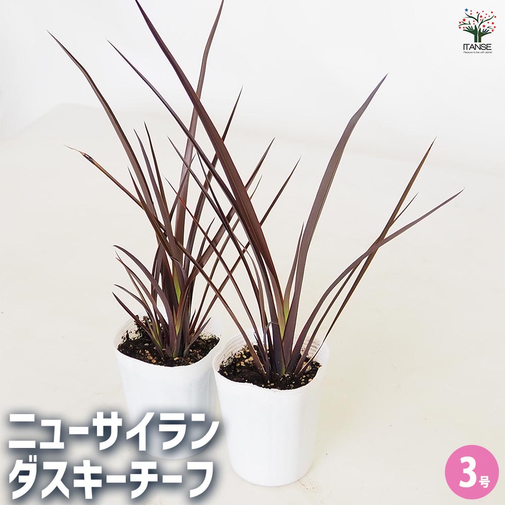 ニューサイラン(入才蘭) ダスキーチーフ 【花木苗 3号】