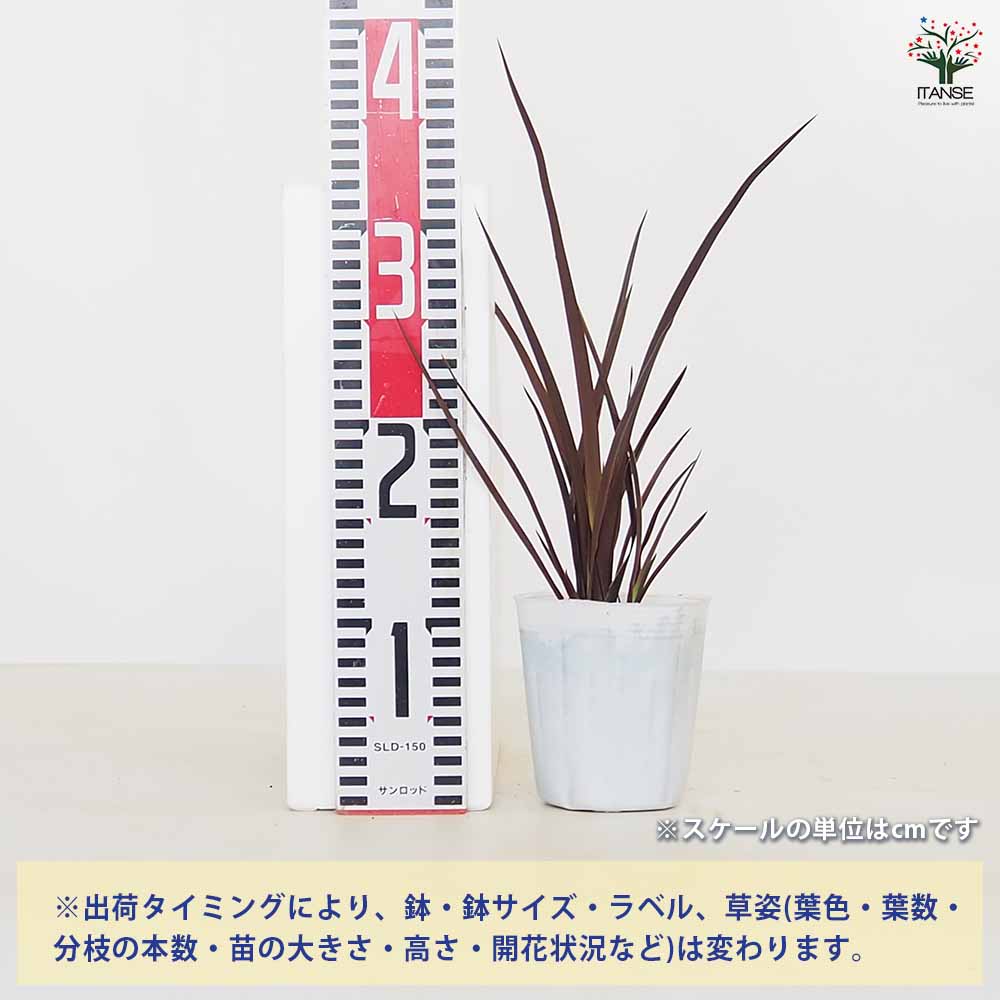 ニューサイラン(入才蘭) ダスキーチーフ 【花木苗 3号】