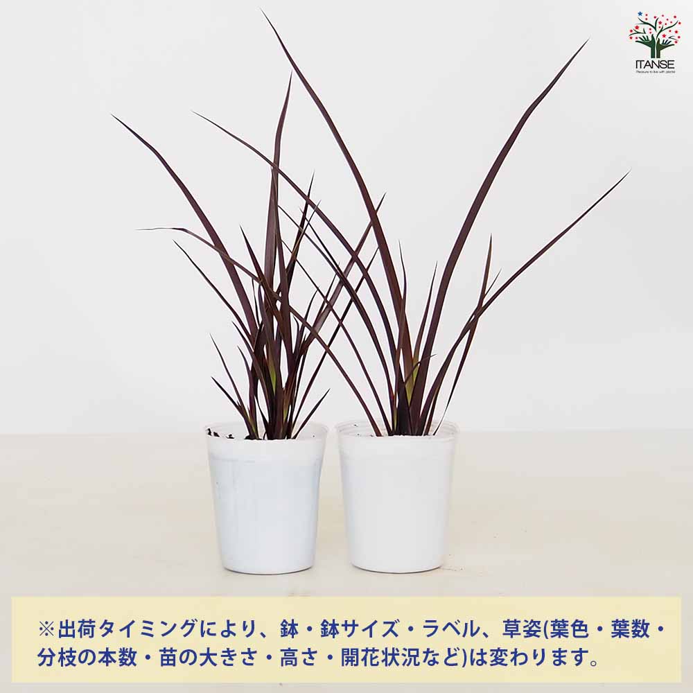 ニューサイラン(入才蘭) ダスキーチーフ 【花木苗 3号】