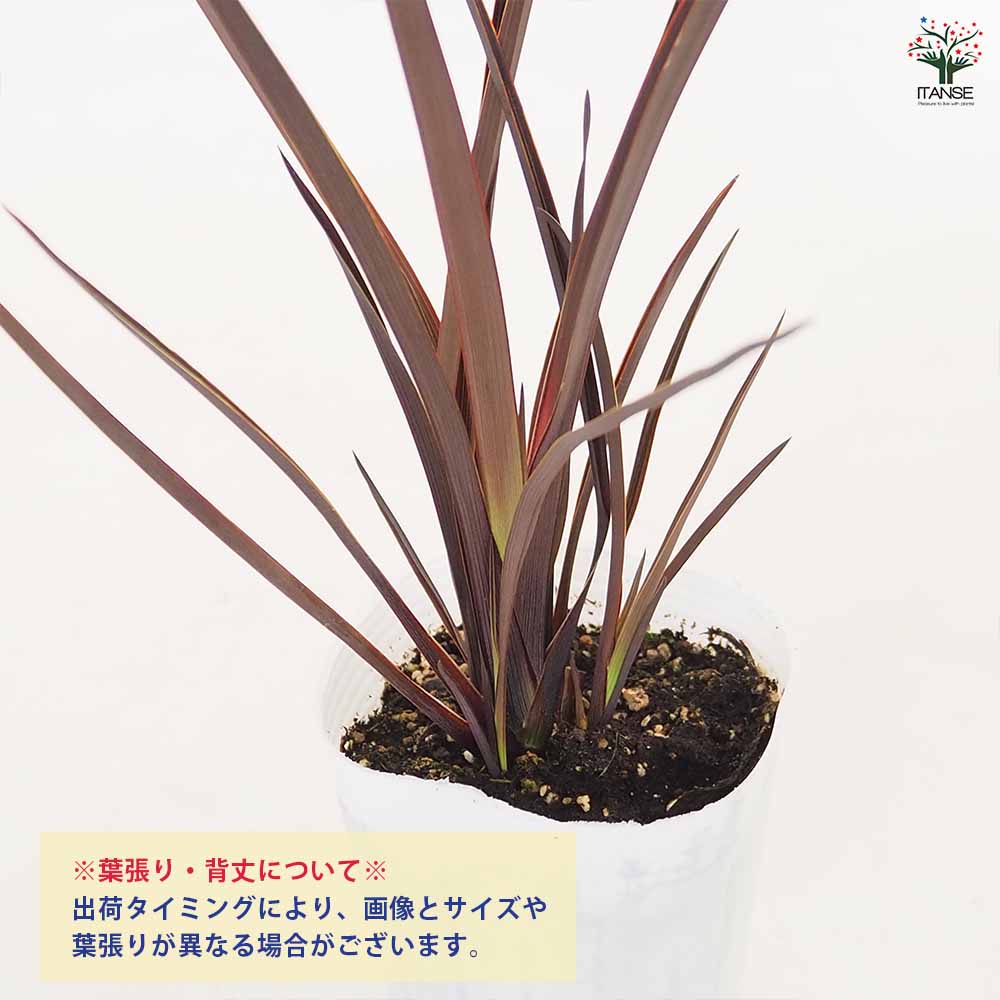 ニューサイラン(入才蘭) ダスキーチーフ 【花木苗 3号】