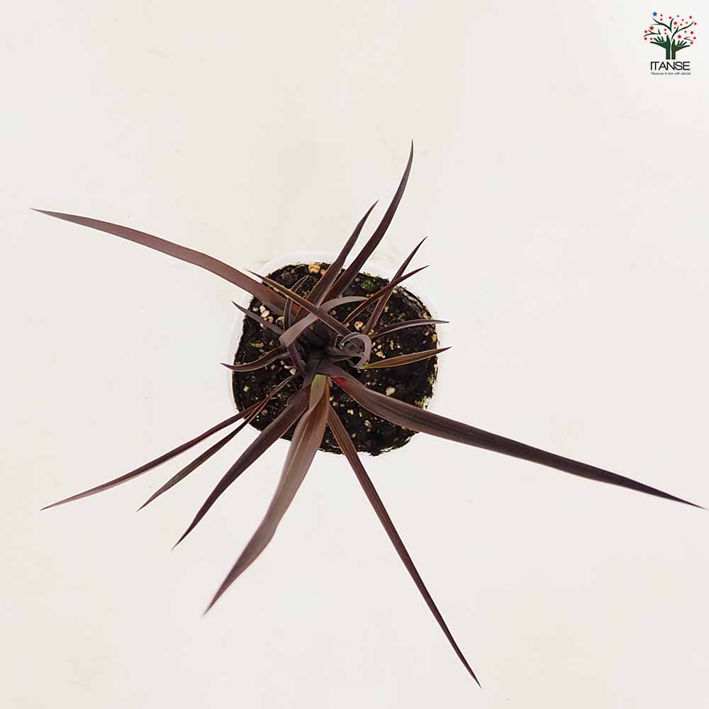 ニューサイラン(入才蘭) ダスキーチーフ 【花木苗 3号】