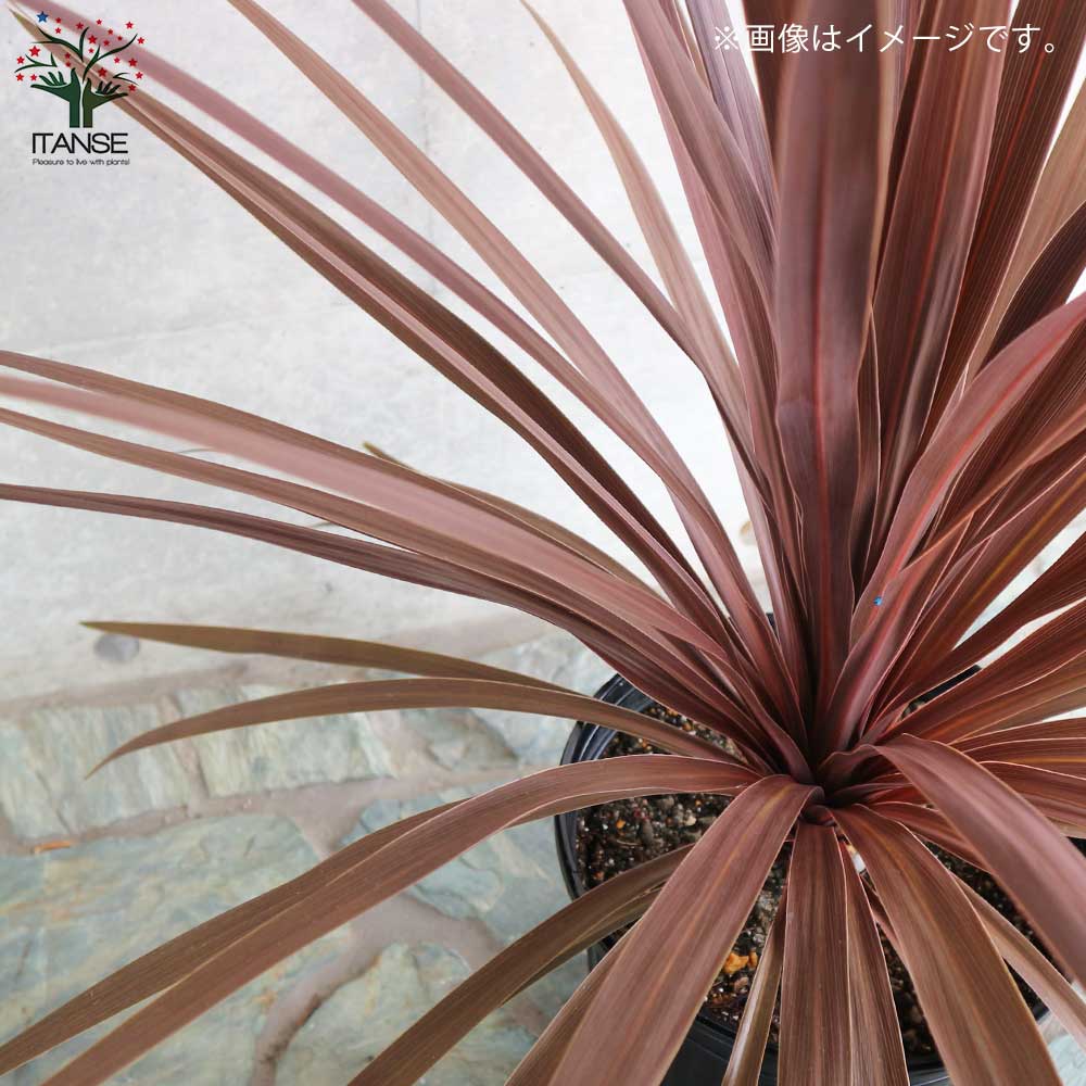 コルディリネ レッドスター 【庭木 1 人気の大型カラーリーフ／1個売り