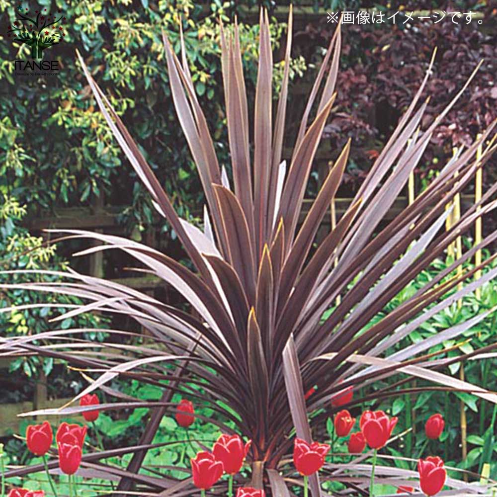 コルディリネ レッドスター 【庭木 1 人気の大型カラーリーフ／1個売り】