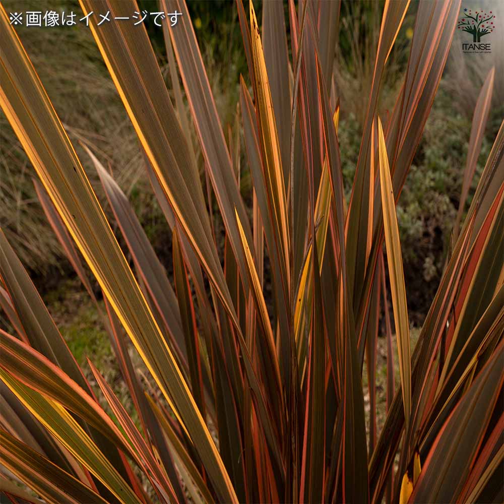 ニューサイラン(入才蘭) ダスキーチーフ 【花木苗 3号】