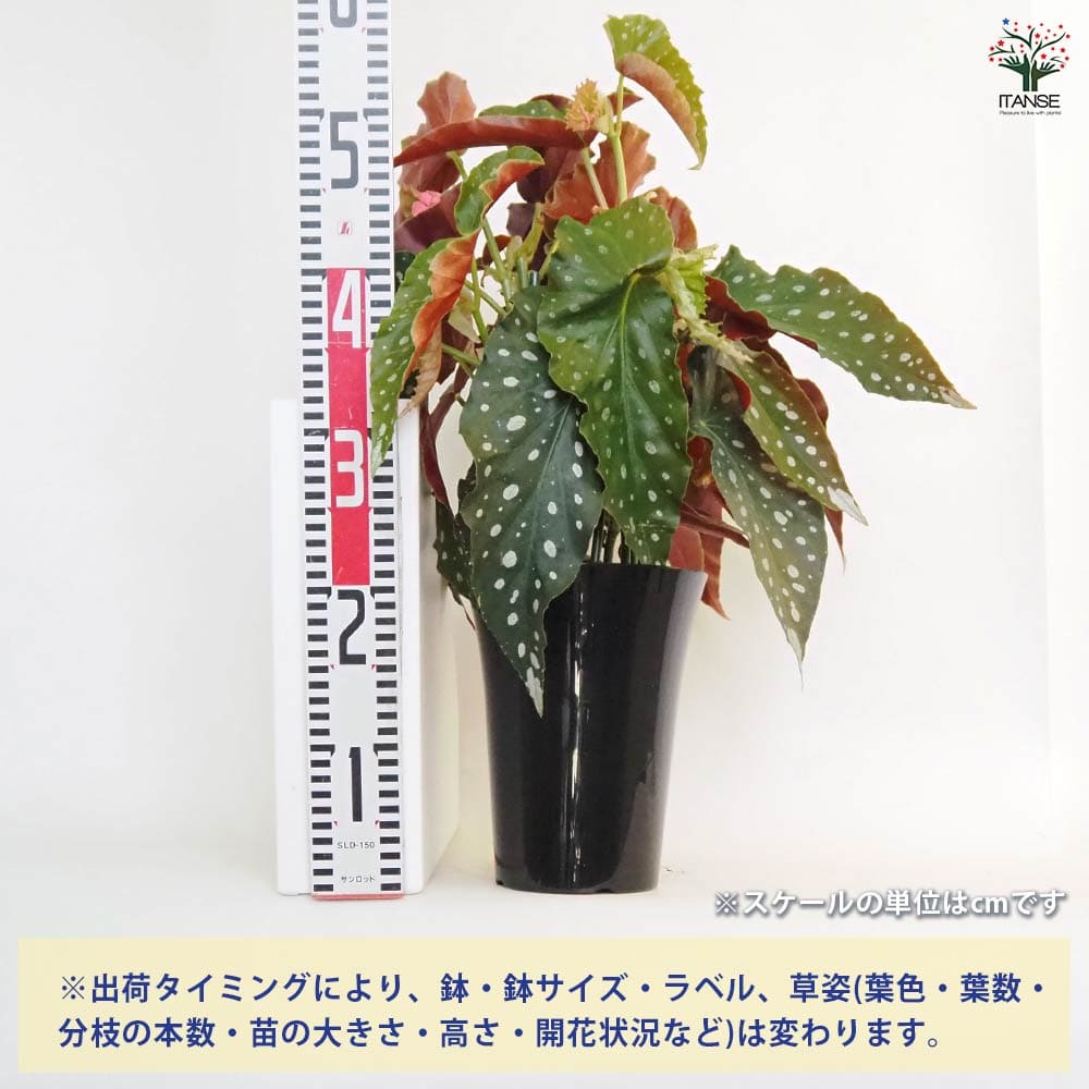 木立ベゴニア 流れ星 【観葉植物 6号/1個売り】