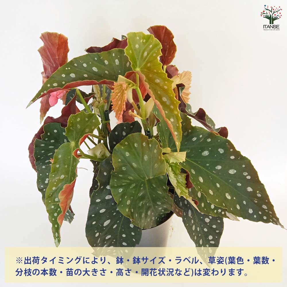 木立ベゴニア 流れ星 【観葉植物 6号/1個売り】
