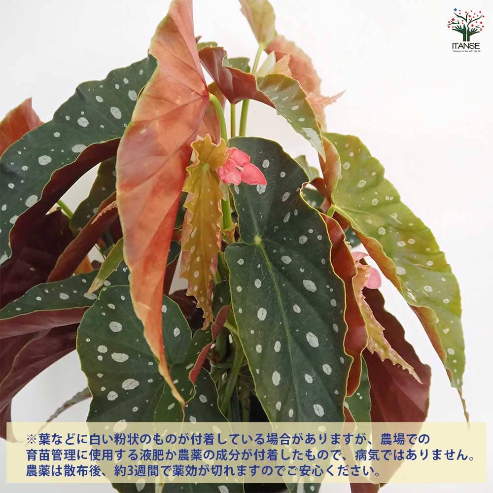 木立ベゴニア 流れ星 【観葉植物 6号/1個売り】