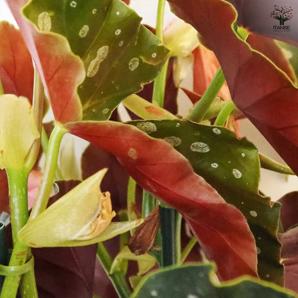 木立ベゴニア 流れ星 【観葉植物 6号/1個売り】