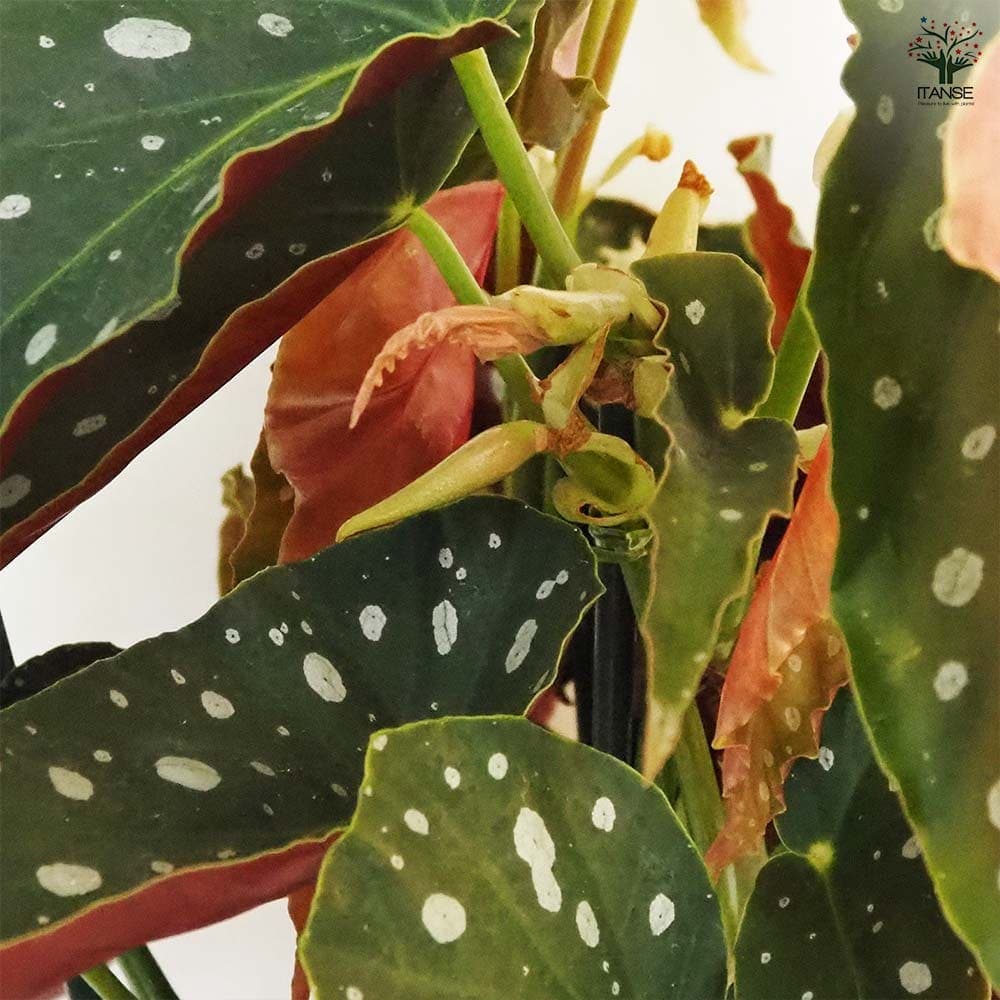 木立ベゴニア 流れ星 【観葉植物 6号/1個売り】