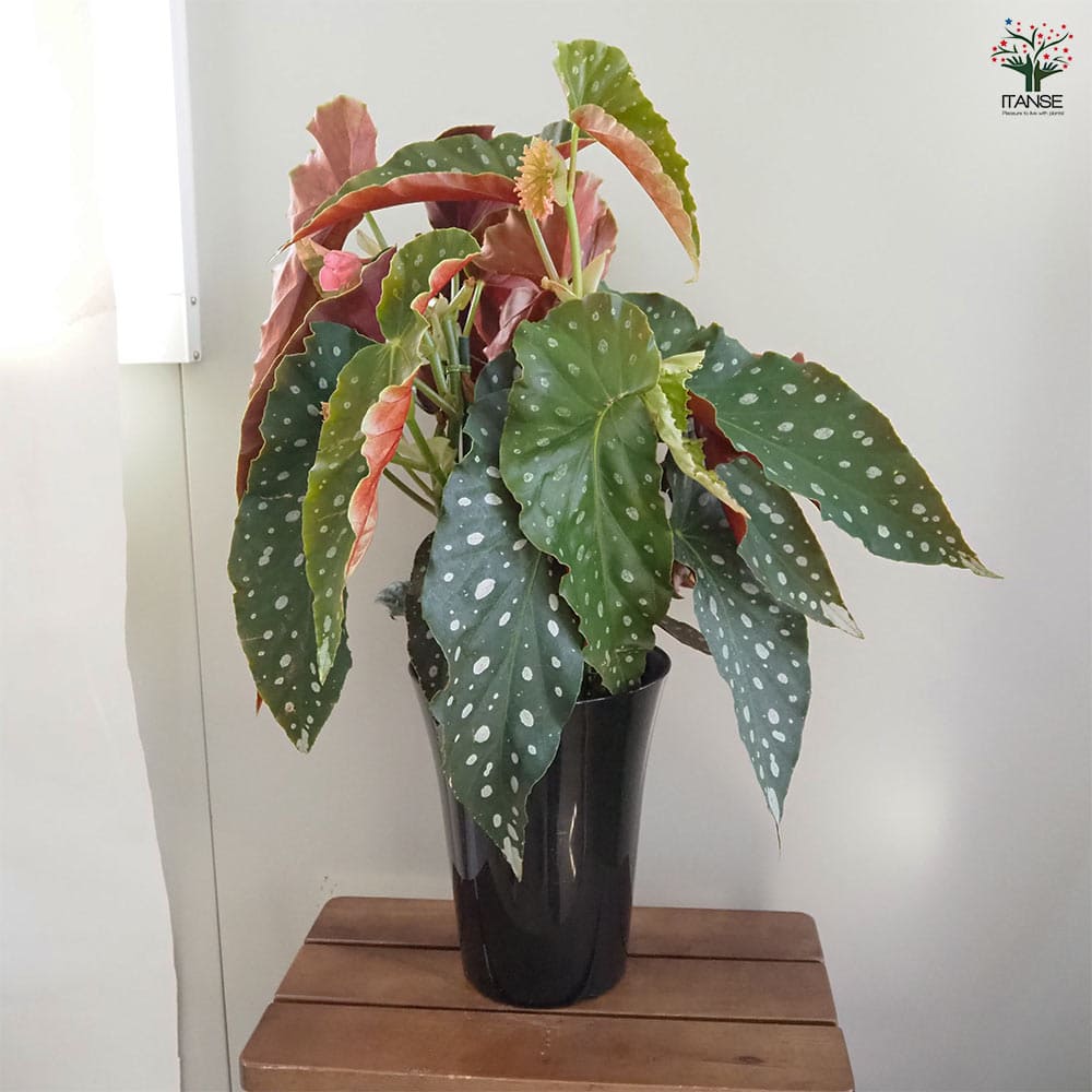 木立ベゴニア 流れ星 【観葉植物 6号/1個売り】