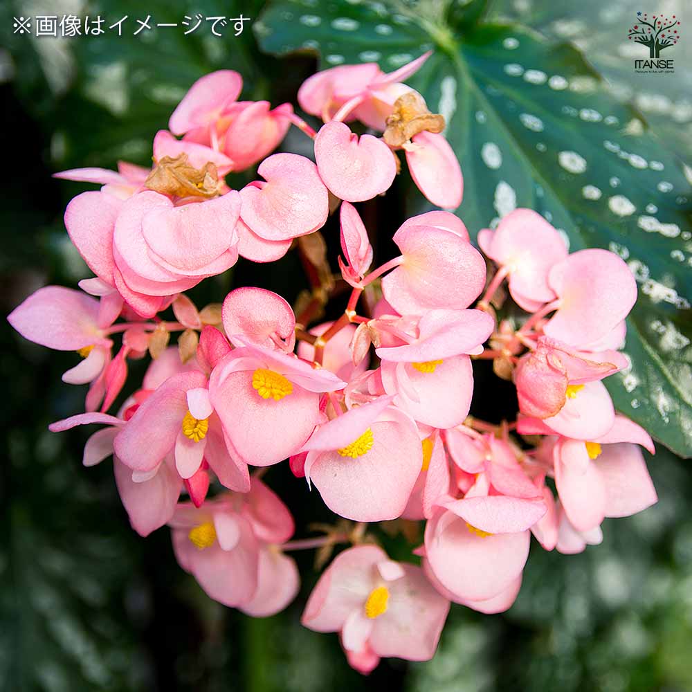 木立ベゴニア 流れ星 【観葉植物 6号/1個売り】