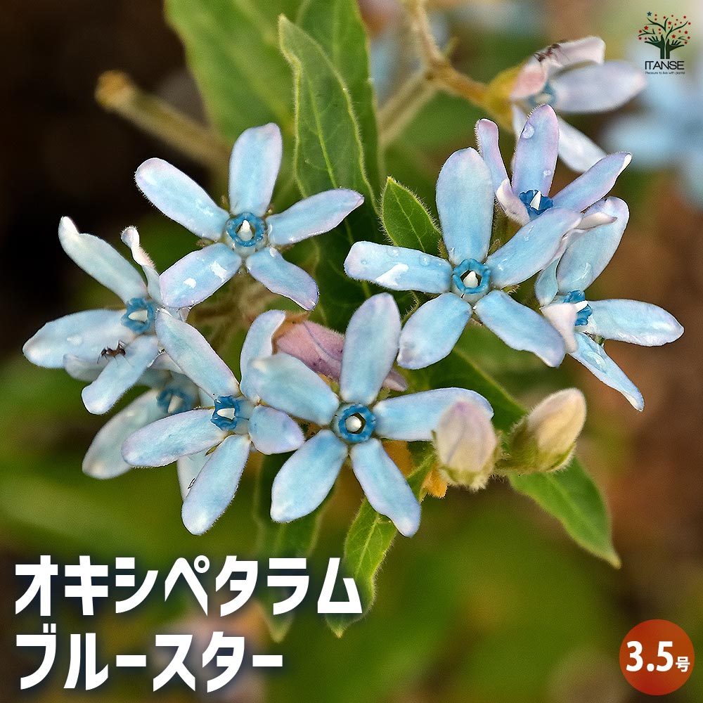 オキシペタラム ブルースター 【花苗 3.5号】｜ 【植物のITANSE