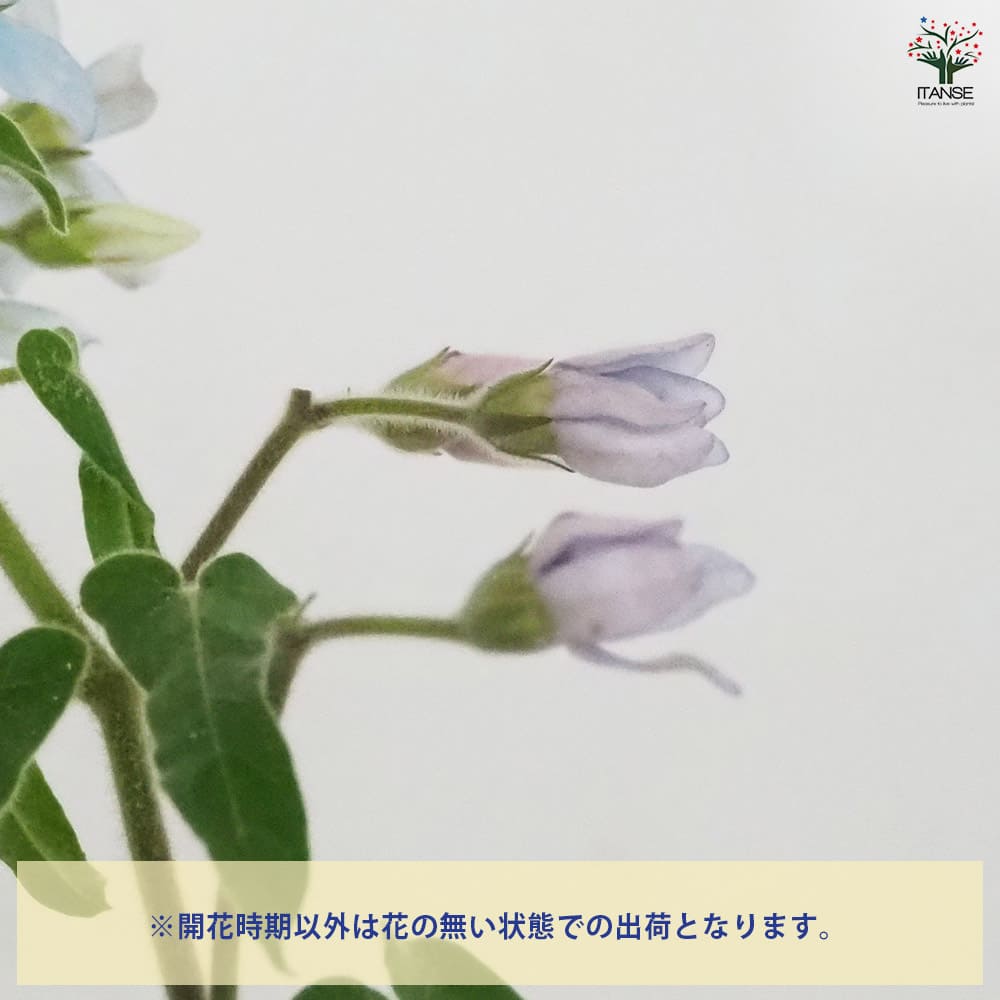 オキシペタラム ブルースター 【花苗 3.5号】｜ 【植物のITANSE