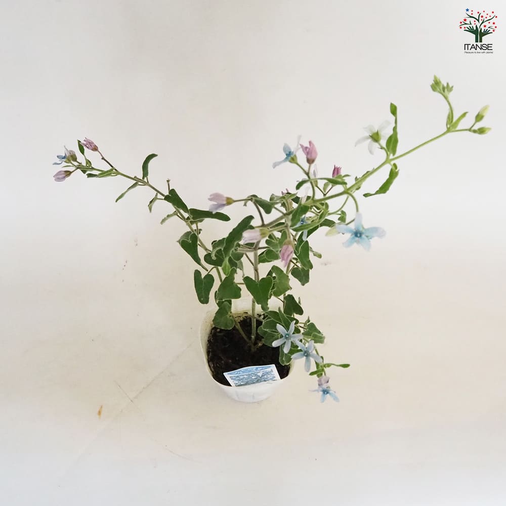 オキシペタラム ブルースター 【花苗 3.5号】｜ 【植物のITANSE