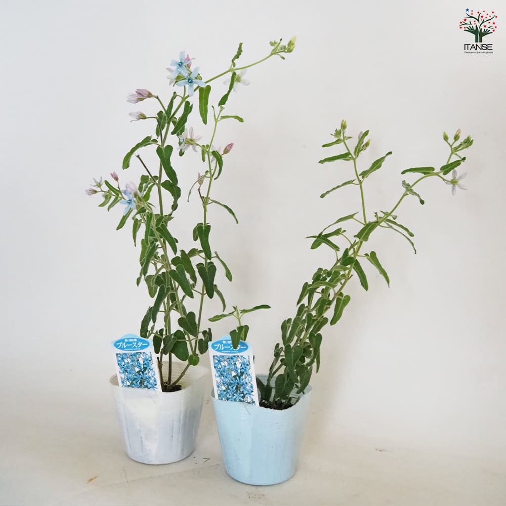 オキシペタラム ブルースター 【花苗 3.5号】｜ 【植物のITANSE 