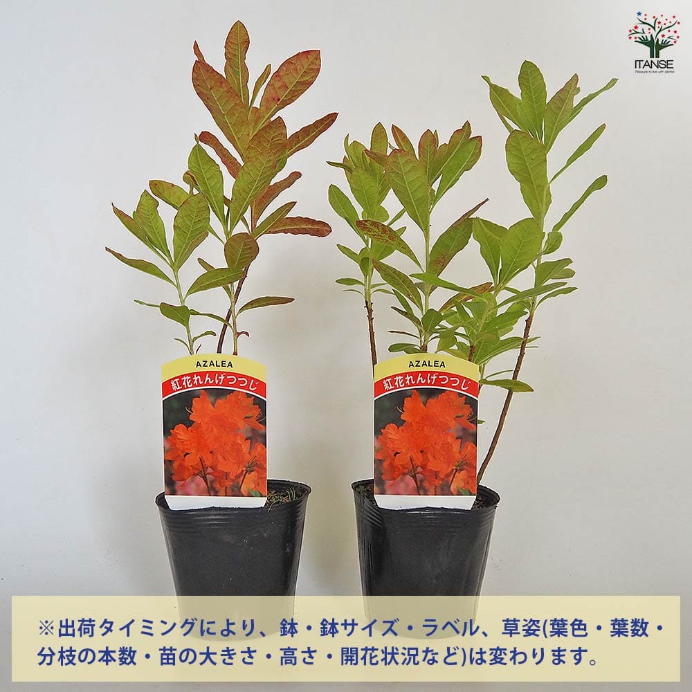 レンゲツツジ 紅花 【花木苗 3.5号】｜ 【植物のITANSE】全品