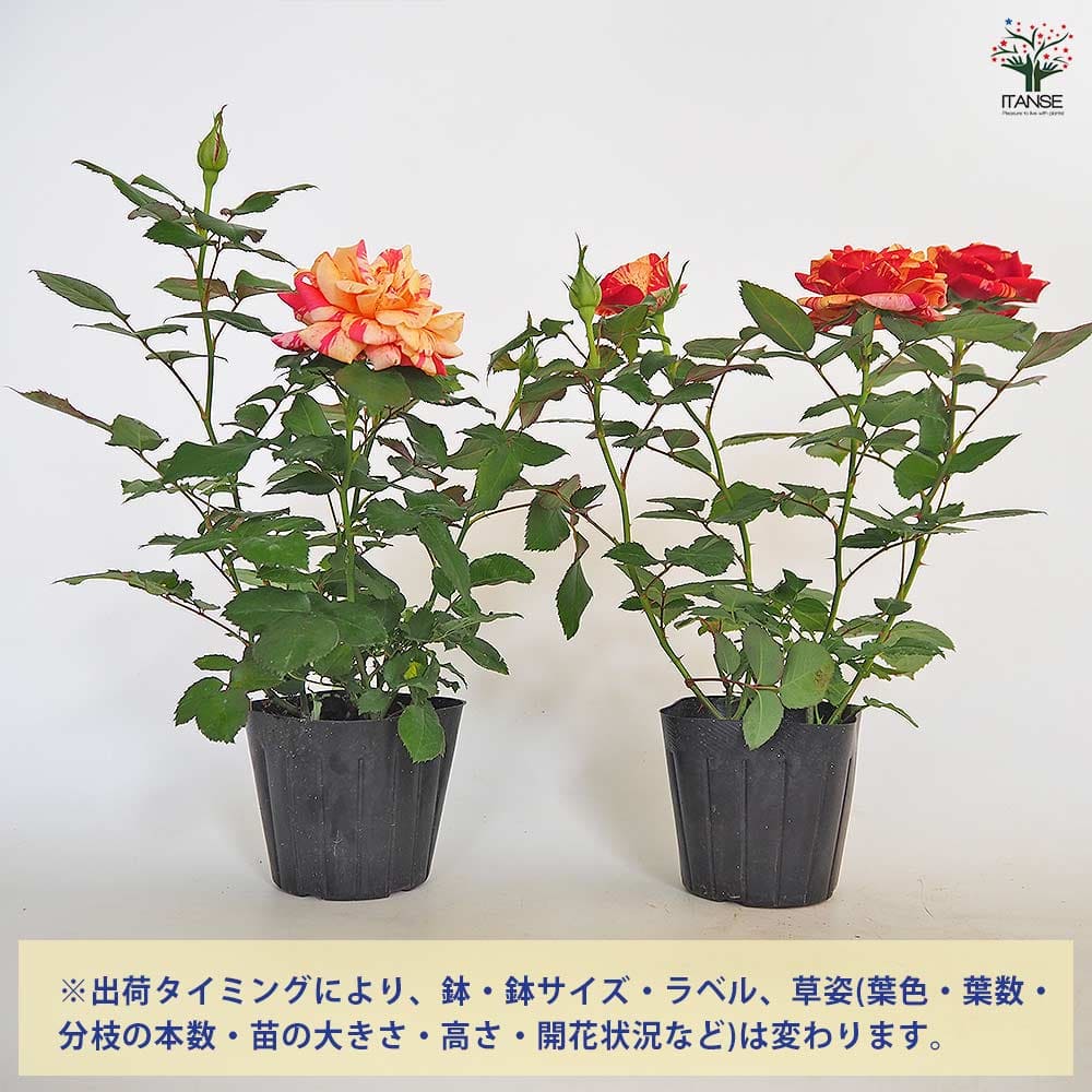 ミニ薔薇 ホーカスポーカス コルダナ 【花木苗 3号】｜ 【植物の