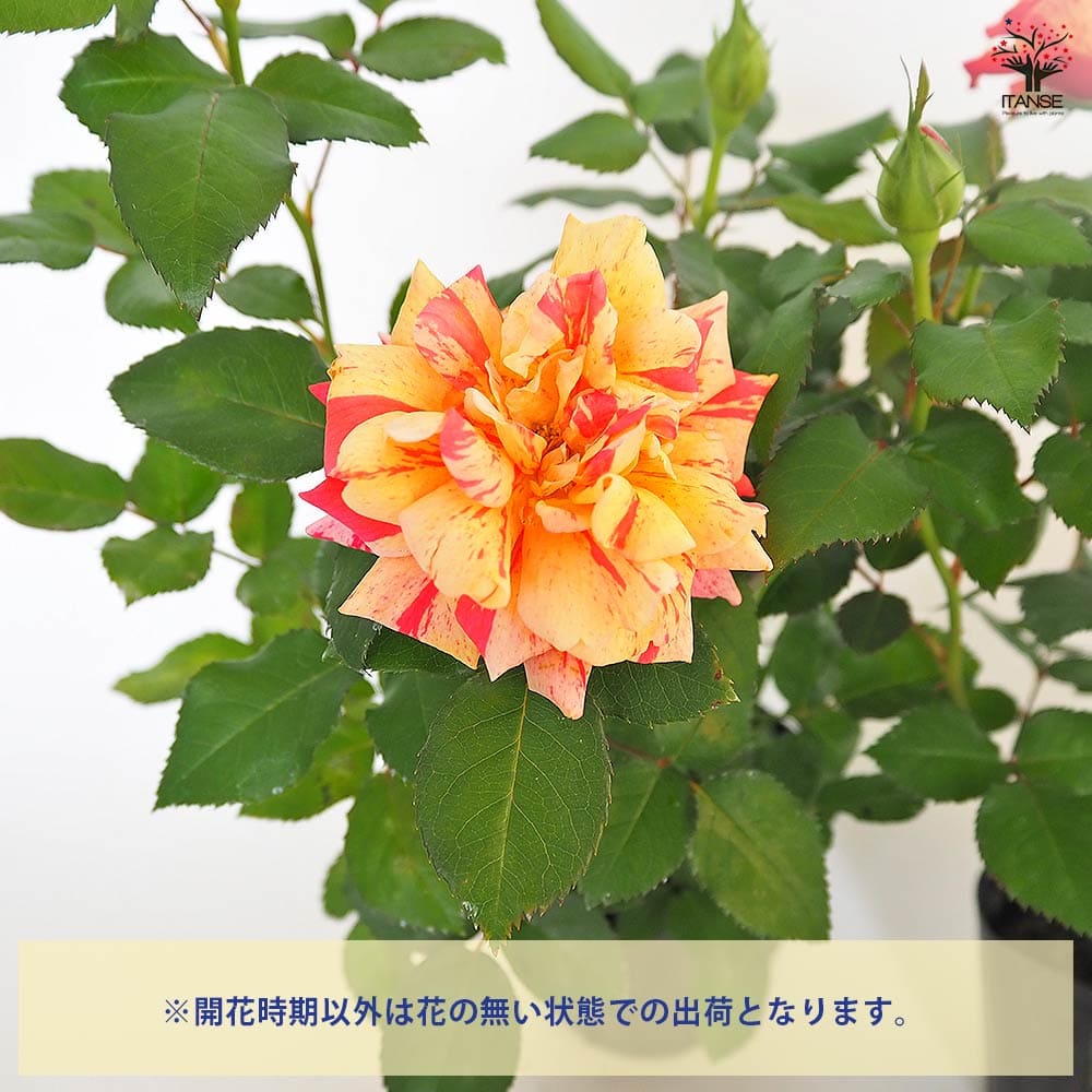 ミニ薔薇 ホーカスポーカス コルダナ 【花木苗 3号】｜ 【植物の