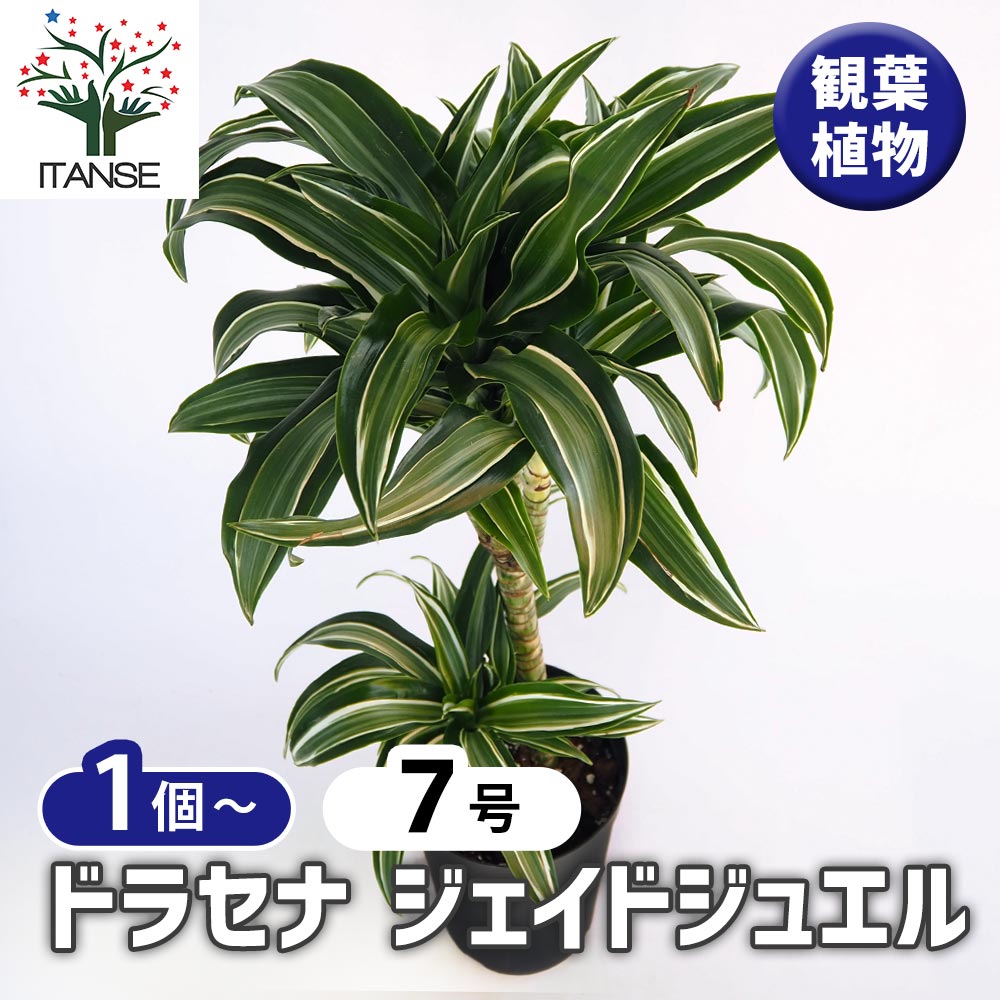 ドラセナ　ジェイドジュエル【現品】☆希少☆ 観葉植物　室内 在庫］【希少】☆人気☆ ドラセナ ジェイドジュエル 8号 観葉