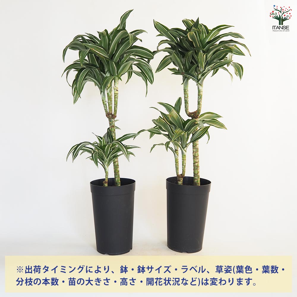 ドラセナ ジェイドジュエル 【観葉植物 7号／1個売り】｜ 【植物