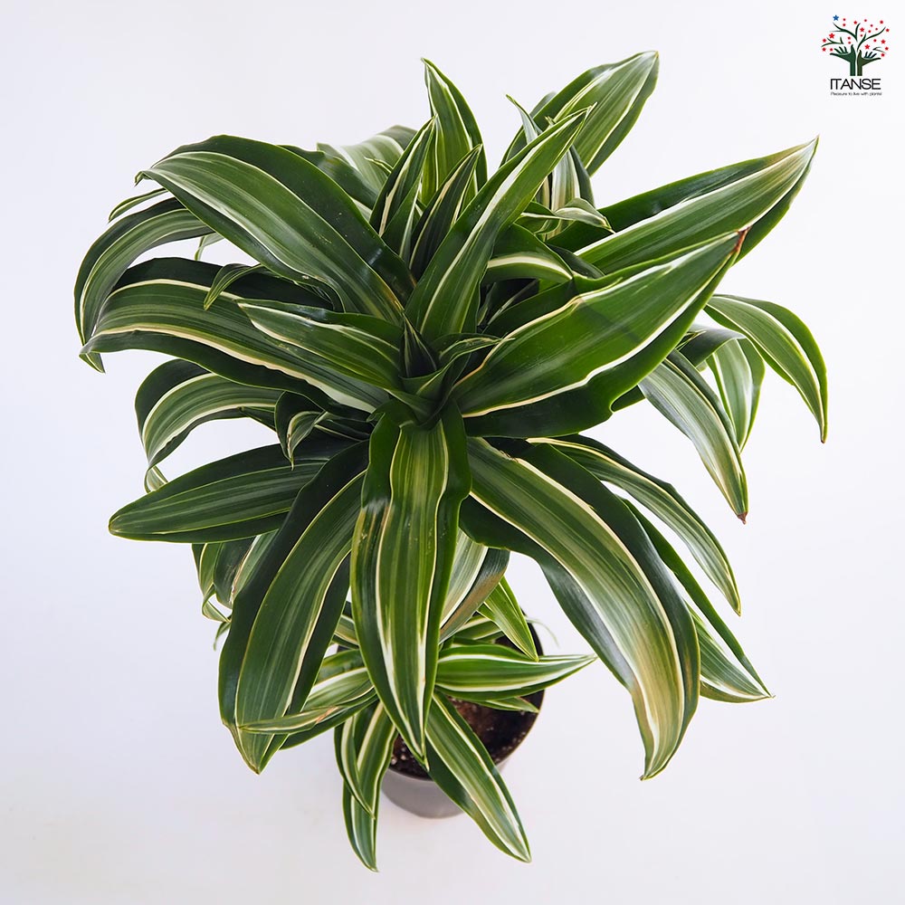 ドラセナ ジェイドジュエル 【観葉植物 7号／1個売り】