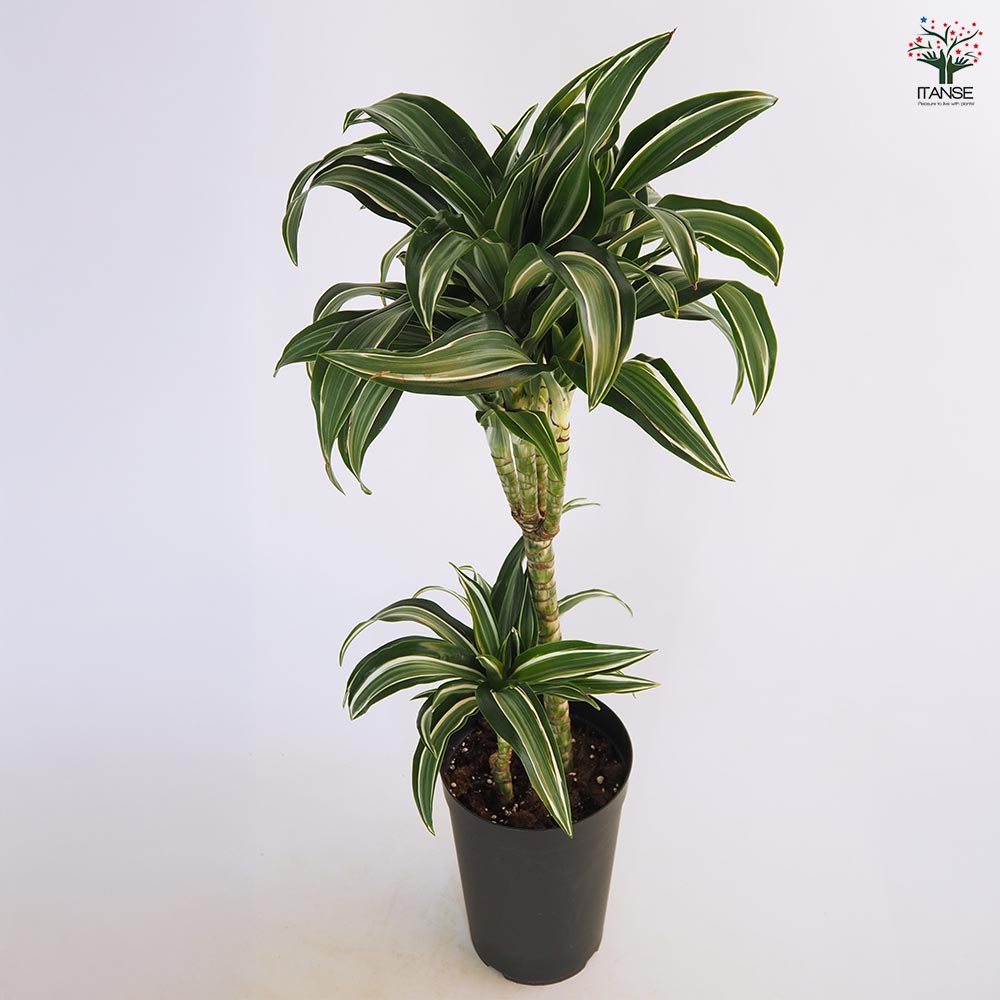 ドラセナ ジェイドジュエル 【観葉植物 7号／1個売り】