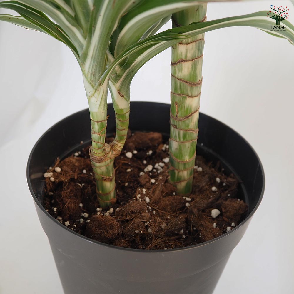 ドラセナ ジェイドジュエル 【観葉植物 7号／1個売り】