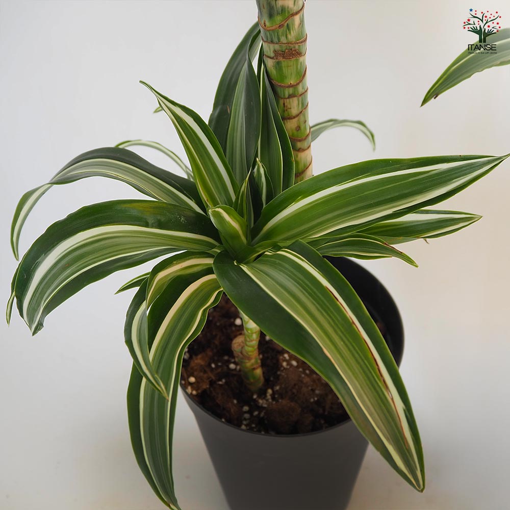 ドラセナ ジェイドジュエル 【観葉植物 7号／1個売り】