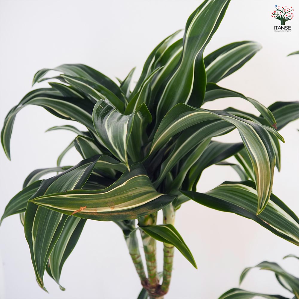 ドラセナ ジェイドジュエル 【観葉植物 7号／1個売り】