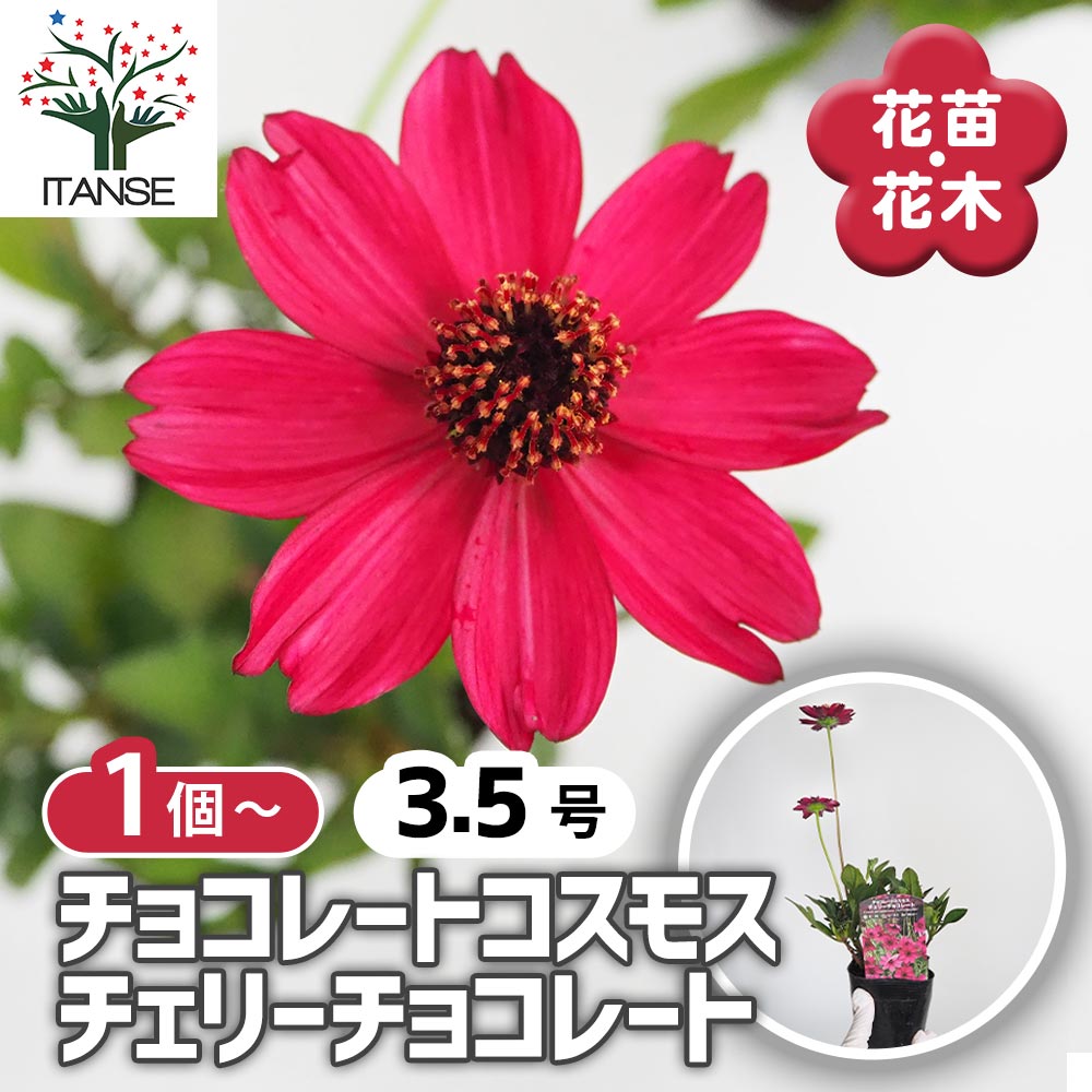 チョコレートコスモス チェリーチョコレート 【花苗 3.5号】｜ 【植物