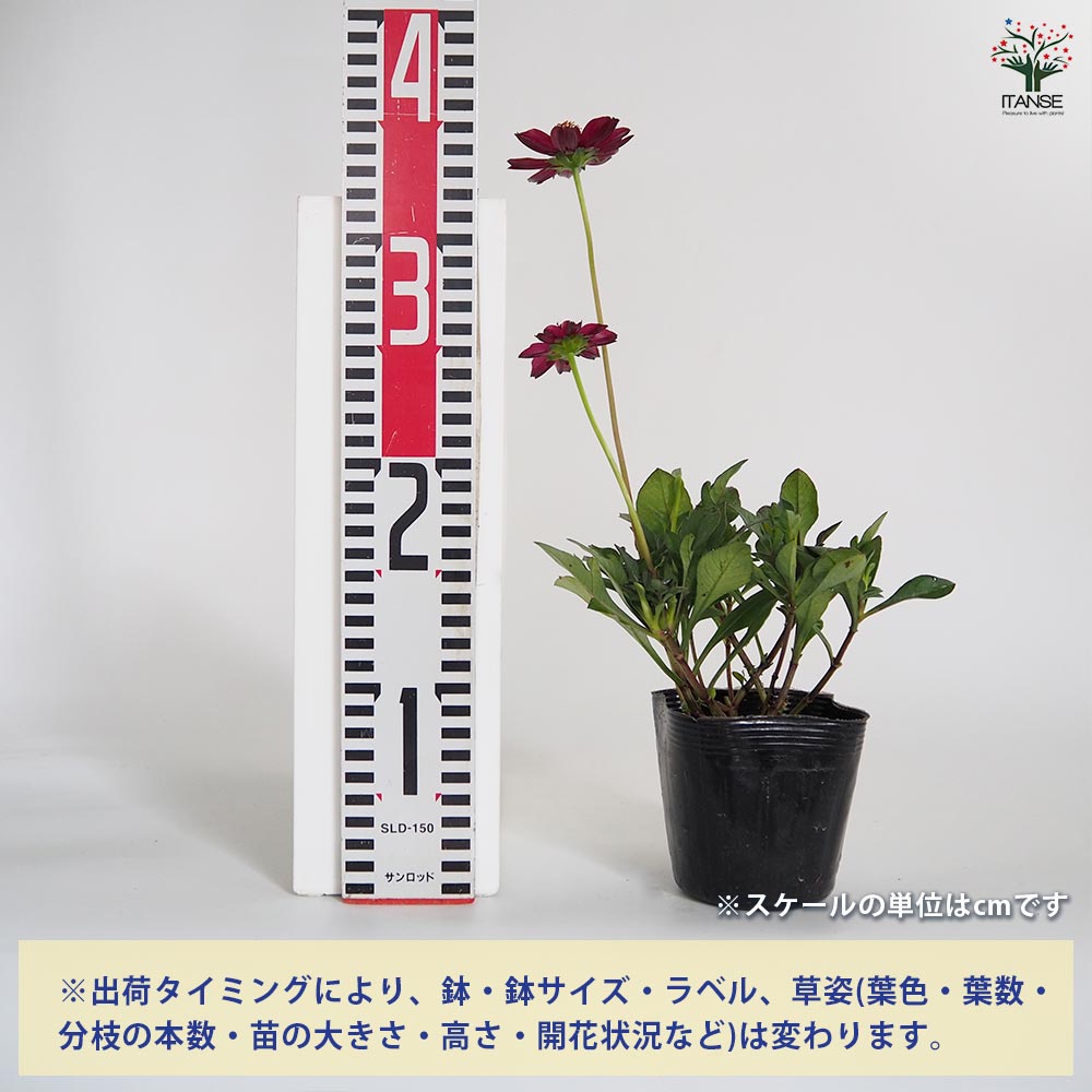 チョコレートコスモス チェリーチョコレート 【花苗 3.5号】｜ 【植物