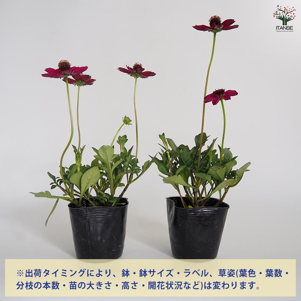 チョコレートコスモスの苗 チョコレートコスモス チェリーチョコレート 【花苗 3.5号】｜ 【植物