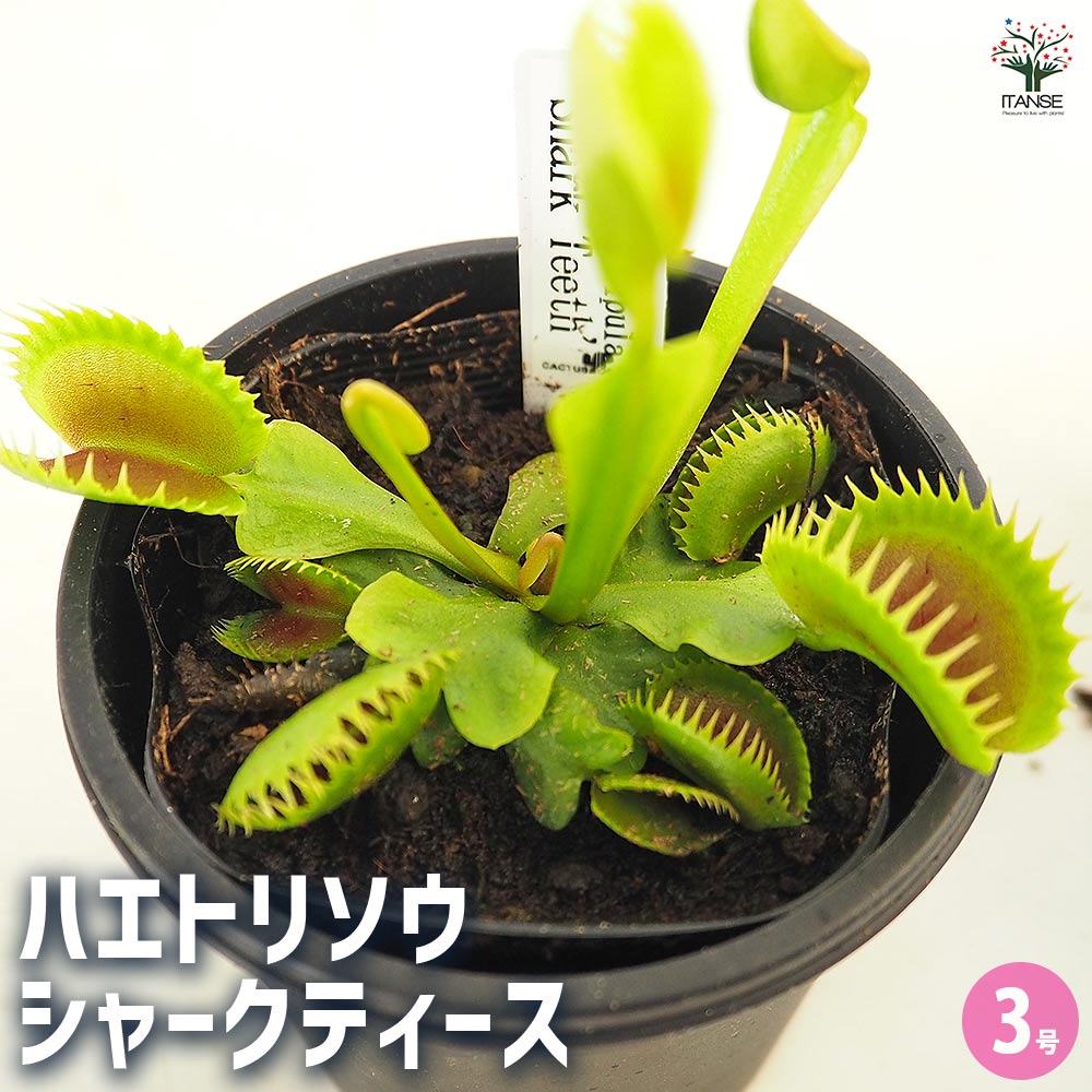 食虫植物 ハエトリソウ シャークティース 【観葉植物 3号/1個売り】
