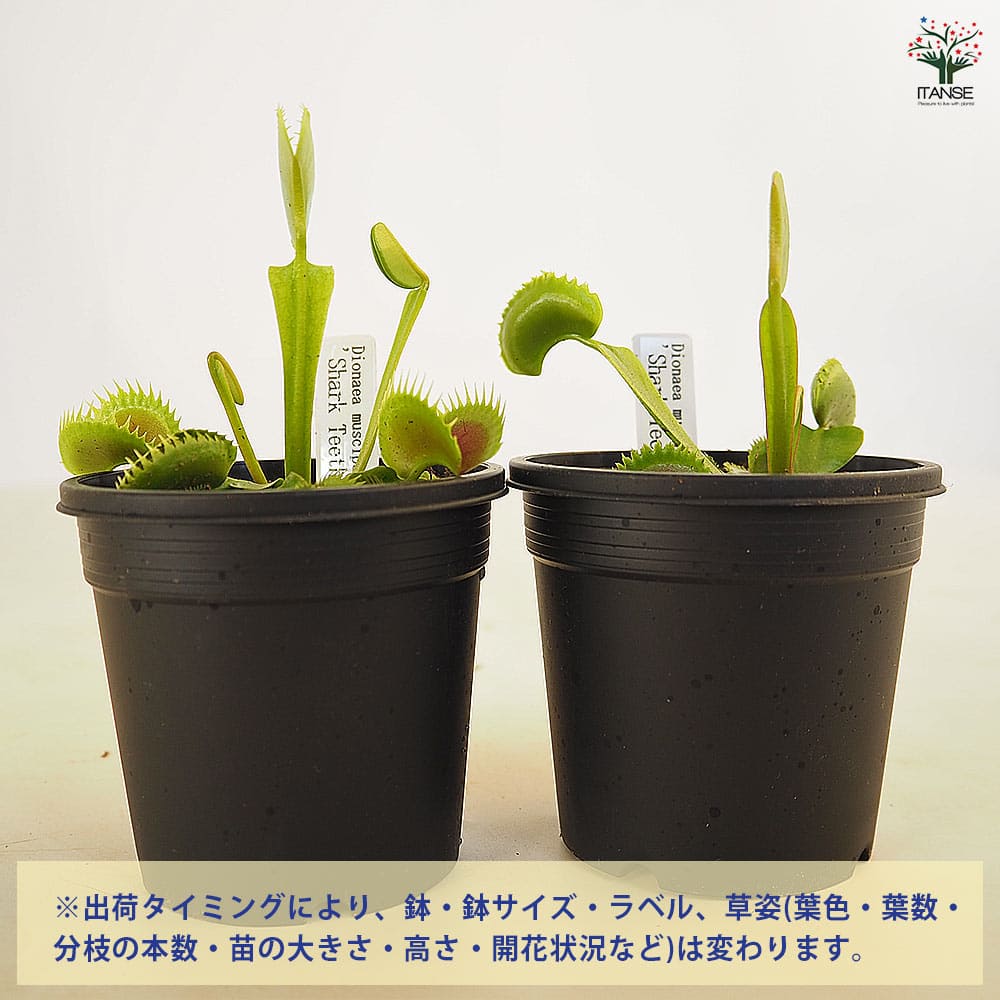 食虫植物 ハエトリソウ シャークティース 【観葉植物 3号/1個売り】