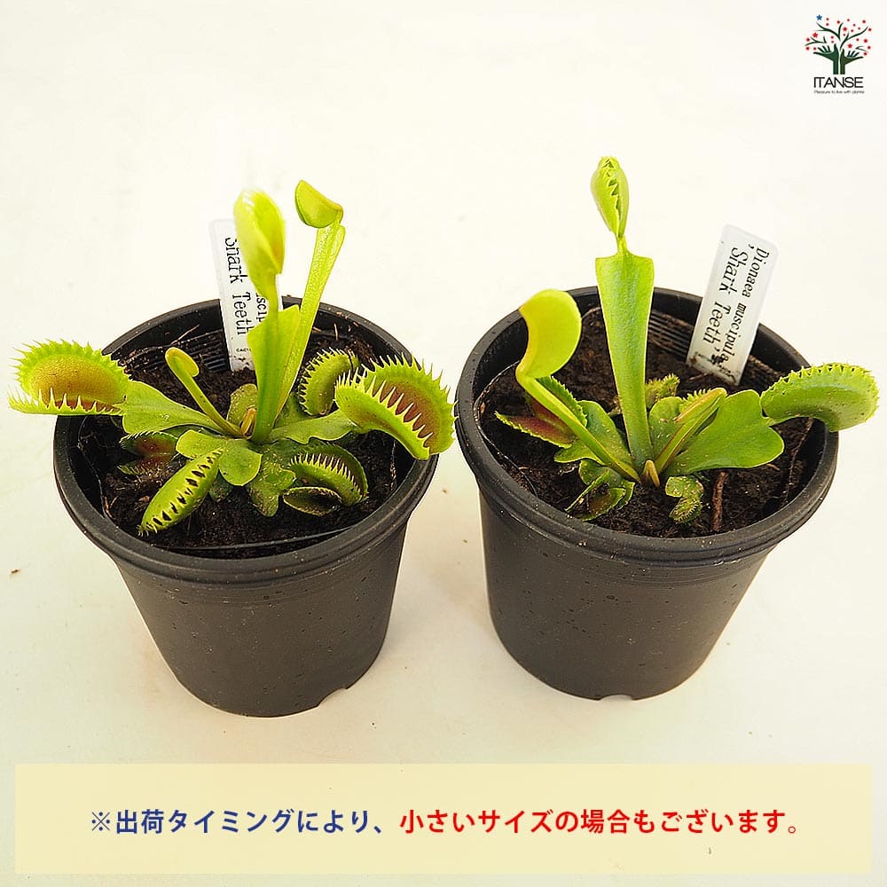 食虫植物 ハエトリソウ シャークティース 【観葉植物 3号/1個売り】