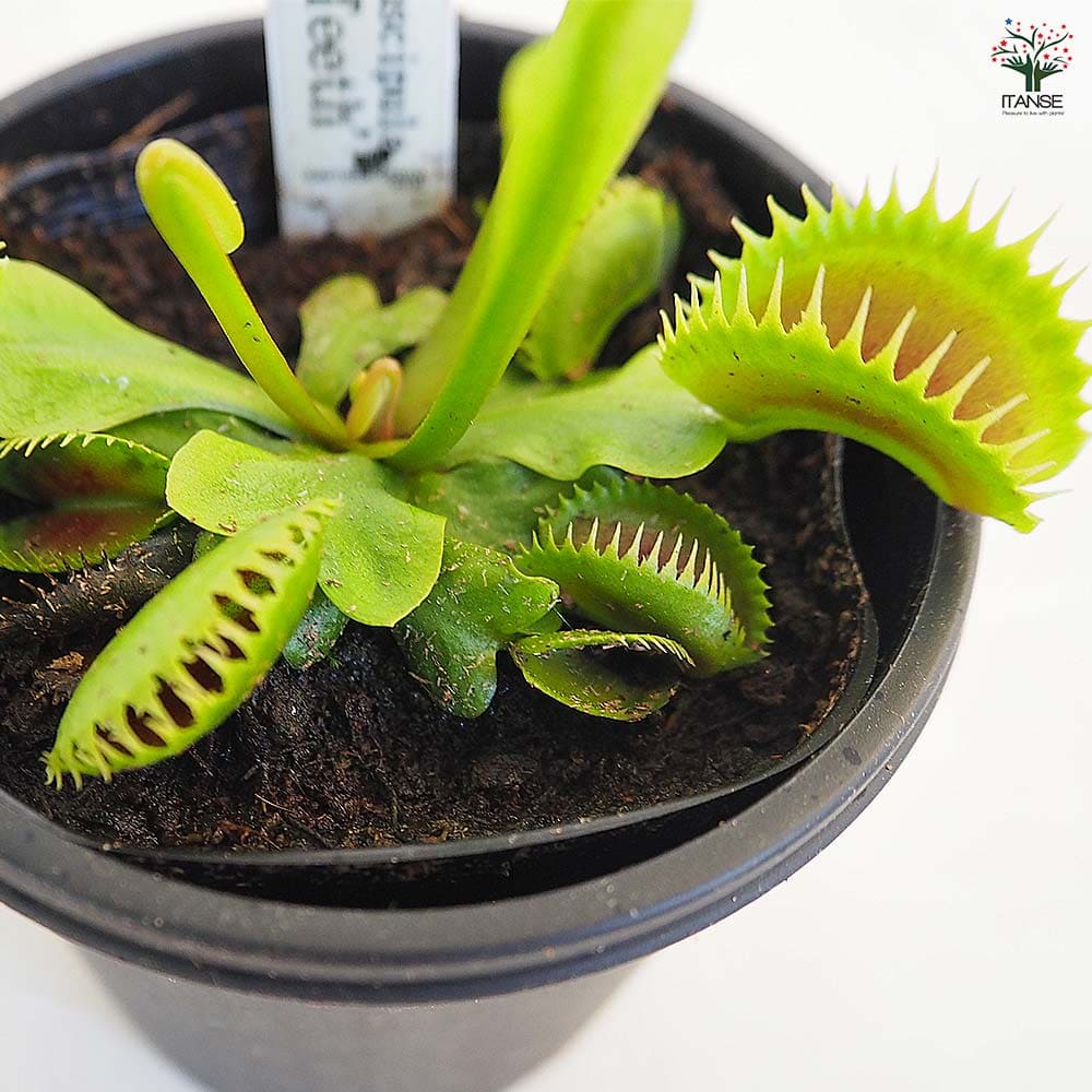 食虫植物 ハエトリソウ シャークティース 【観葉植物 3号/1個売り】