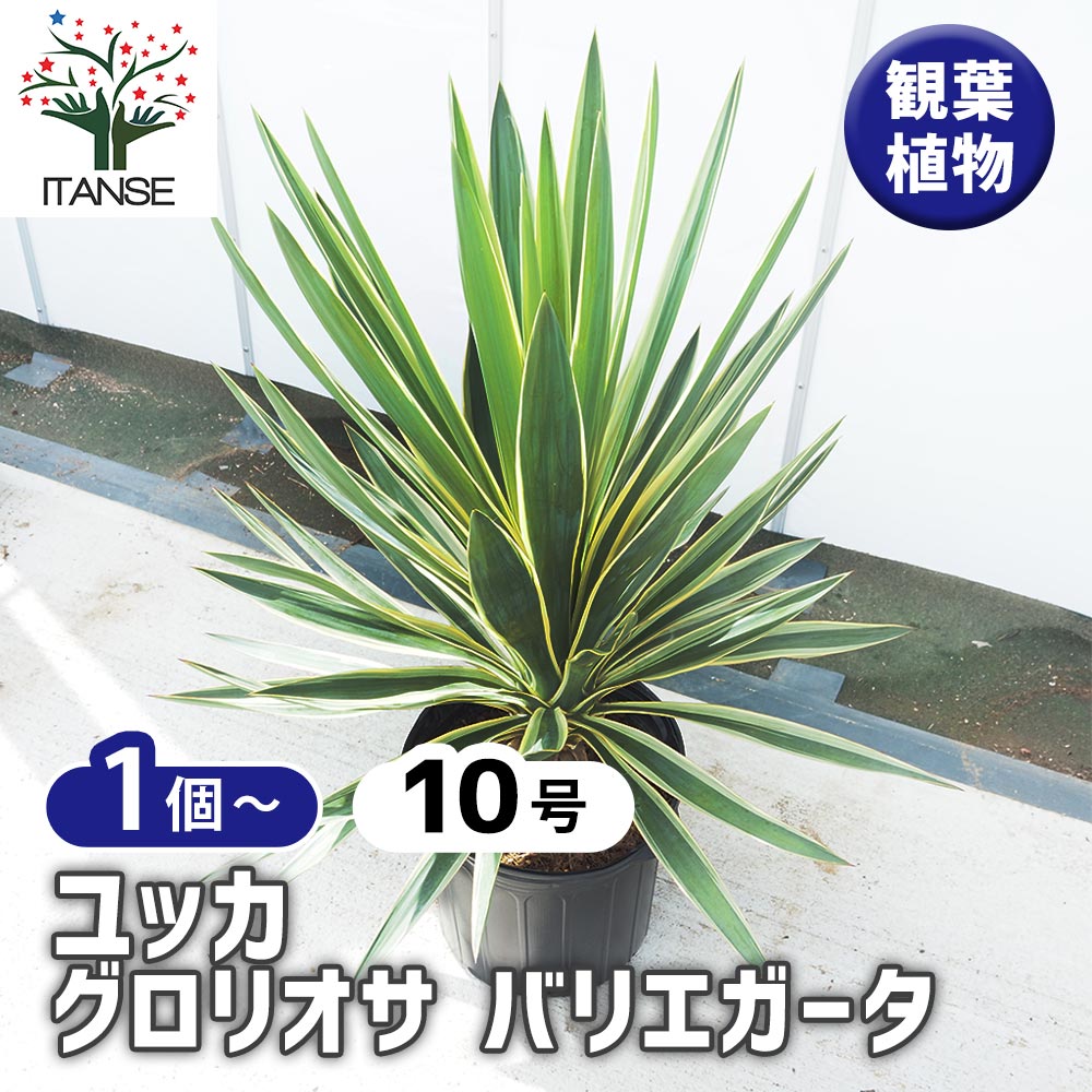 ユッカ グロリオサ バリエガータ 【観葉植物 10号／1個売り