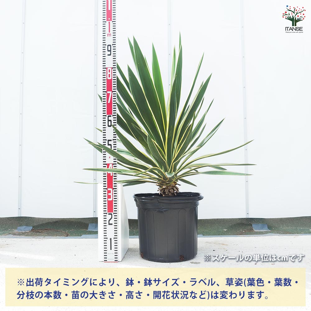 ユッカ　グロリオサ　バリエガータ　10号鉢つき　幹立ち❗イモつき❗　① ユッカ グロリオサ バリエガータ 【観葉植物 10号／1個売り】｜ 【植物