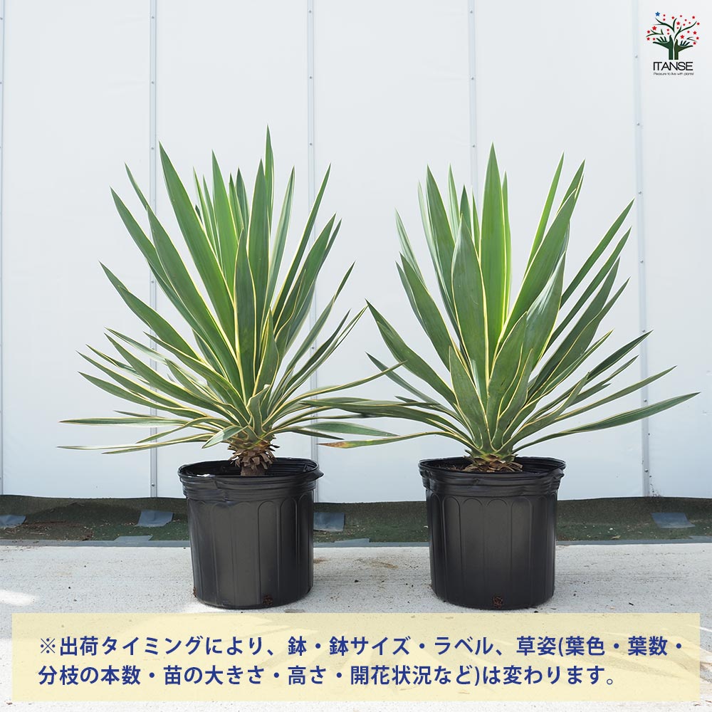 ユッカ グロリオサ バリエガータ 【観葉植物 10号／1個売り