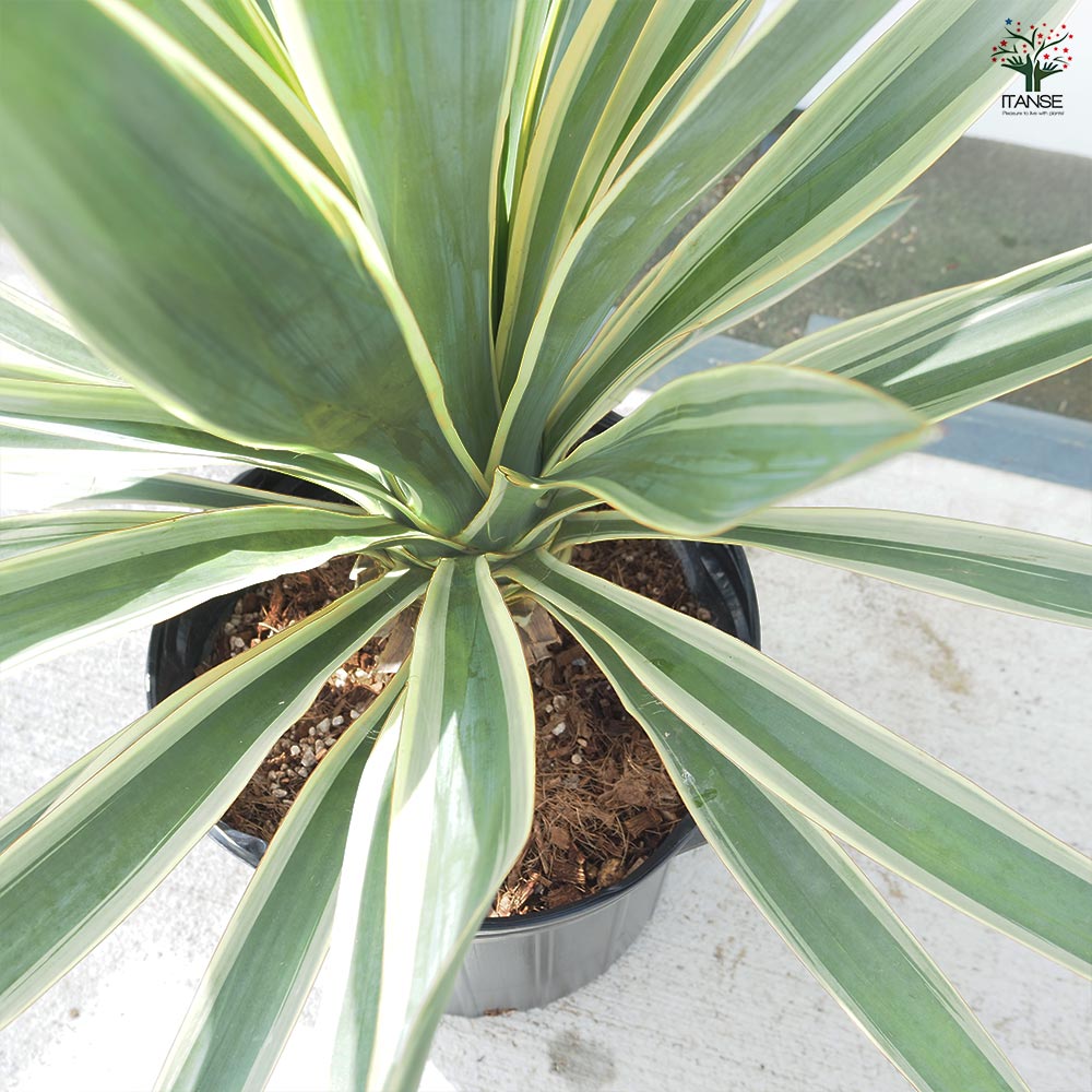 ユッカ グロリオサ バリエガータ 【観葉植物 10号／1個売り